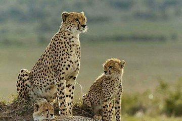 3 Days Masai Mara Budget Camping Safari Experience