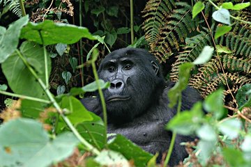 3 days Uganda Gorilla safari tour with relaxation on Lake Bunyonyi
