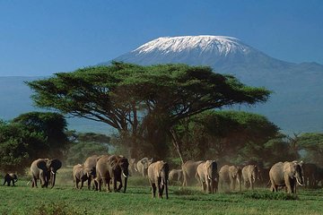 15 Days Classic Kenya & Tanzania + Zanzibar Beach Holiday