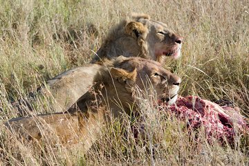 Victoria Falls Chobe Day Trip