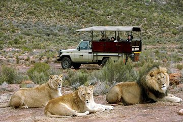 ( Cape Town ) Best Of Aquila Safari Fullday Tour