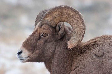 Half-Day Grand Teton Wildlife Private Safari Tour
