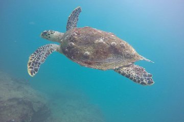 Two boat Dives in Two different dive sites Only Certified Divers 