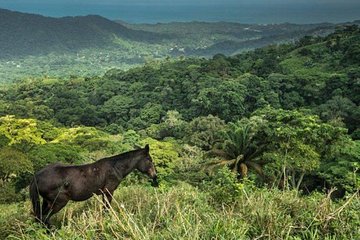 Horses to the sacred ancestral stone "mama duwanaby".