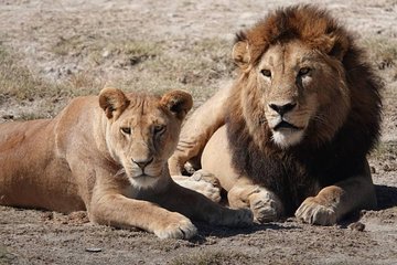 Tarangire National Park: Guided Day Tour from Arusha