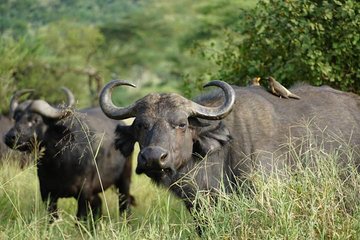 3 - Days Tanzania Wildlife Safari