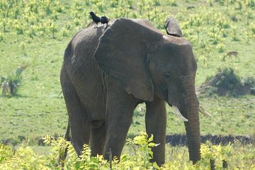 Kidepo Valley Wilderness Experience