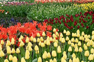 Springtime private tour to Keukenhof, tulip fields and windmills