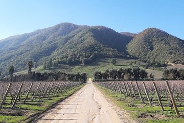 Private Colchagua Valley wine tour all inclusive from Santiago