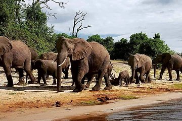 Game Drive in Zambezi National Park Morning or Afternoon