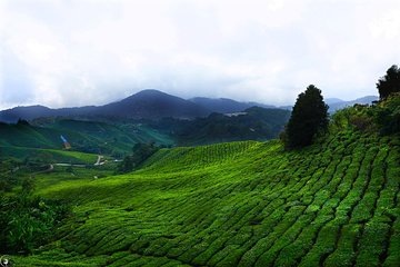 Cameron Highlands City to Kuala Lumpur Airport