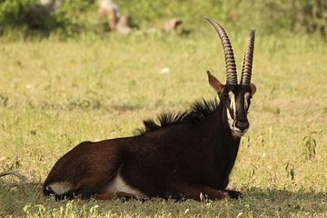 6-Day Masai Mara, Nakuru, Amboseli Budget Joining Safari