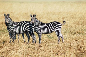 3-Days 2 Night Amazing Amboseli Experience. 
