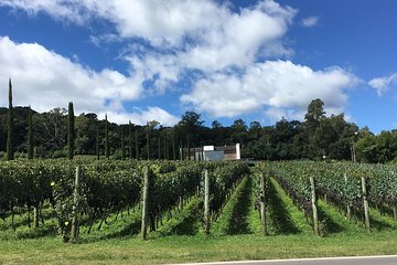 Family Wineries Tour in Bento Gonçalves RS