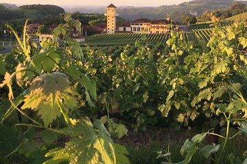 Biggest Wineries Tour of Bento Gonçalves RS