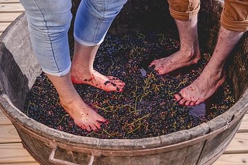 Grape Harvest and Pisa Festival in Bento Gonçalves RS