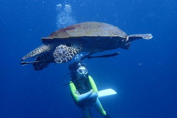 Koh Tao 2-Dive Day Trip from Koh Samui for certified divers