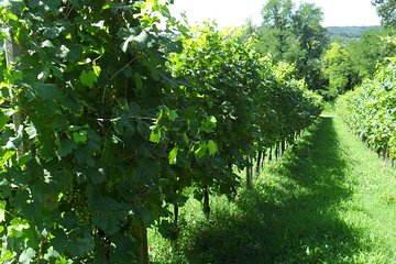 ”Wine is bottled poetry ,that's why I love Prosecco !! private Tour