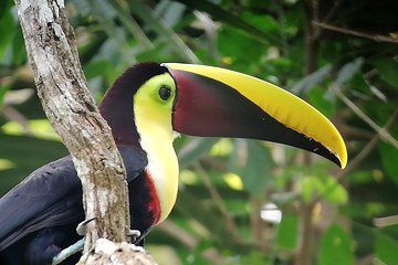 Manuel Antonio National Park Tour