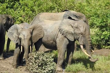 2 Days (1 night) Elephants Safari at Mole Park with Round - trip flights