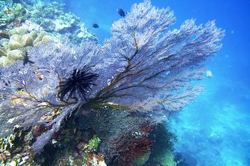 Try Scuba Diving at Tulamben Shipwreck