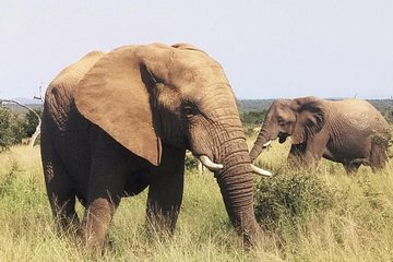 Economic 1-Day Kruger Safari from Maputo