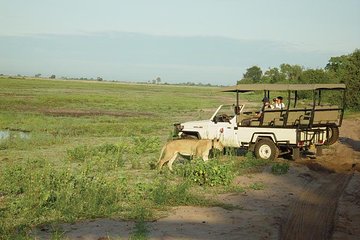 Chobe Full Day Safari From Victoria Falls