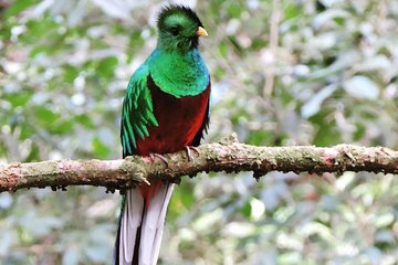 Monteverde Cloud Forest Tour 