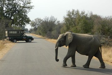 Kruger Park Safari - Morning Private Vehicle from Hazyview