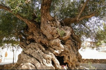 Wine & Olive Oil tasting one day private tour in Crete