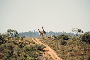 7 days Kenya Masai Mara Amboseli and Lake Nakuru Joining tour 
