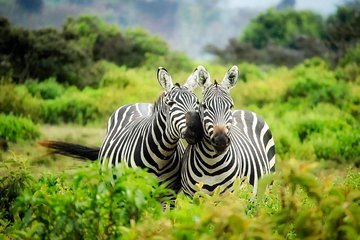 12 Days Kenya Tanzania wildlife Joining Tour 