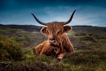 Aberdeenshire Castles Cows and Whisky Private Day Trip