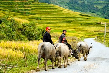 3 Day Lao Chai Ta Van Cat Cat Sin Chai Ma Tra Ta Fin from Hanoi by limousine bus