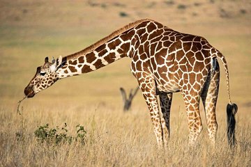 5 Days to Tarangire NP, Serengeti NP and Ngorongoro crater private tour