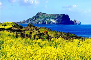 Full Day Jeju Private Customizable highlight Tour 