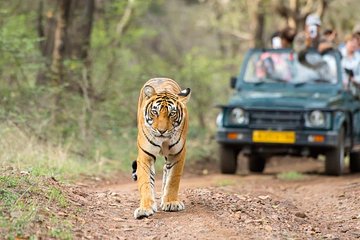 8 Days Taj, Tigers & Lakes : Delhi Agra Ranthambore Udaipur Jaipur Tour