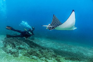 Scuba Diving with a 5-Star PADI Center in Puerto Vallarta