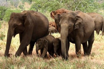 Full Day Shared Safari at Yala National Park by Yala La Safari Tours