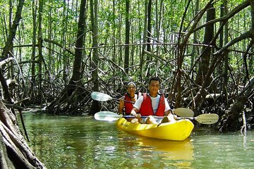 Damas Island Kayaking Tour From Manuel Antonio