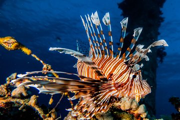 Snorkeling to Undewrater Restaraunt covered by Corals