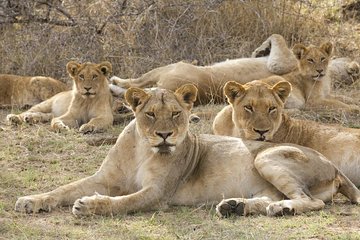 Big 5 Safari Experience at Pilanesberg National Park