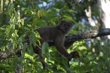 Monkey island , kayak , canopy bridge and zipline