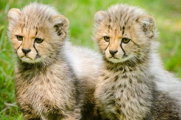 3 Days Masai Mara Safari