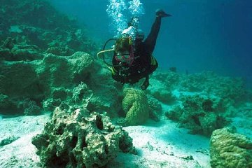 Full-Day Scuba Diving Tour with Lunch