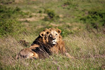 Nairobi National Park Half Day Tour