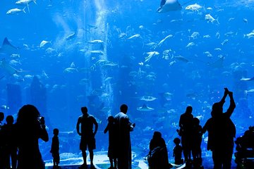 Grand Aquarium from Hurghada, Dolphins house