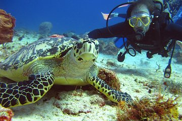 Diving + Muse