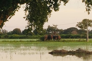 09 Day Explore Sri Lanka