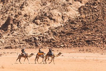 Wadi Rum: Camel Trek Adventure